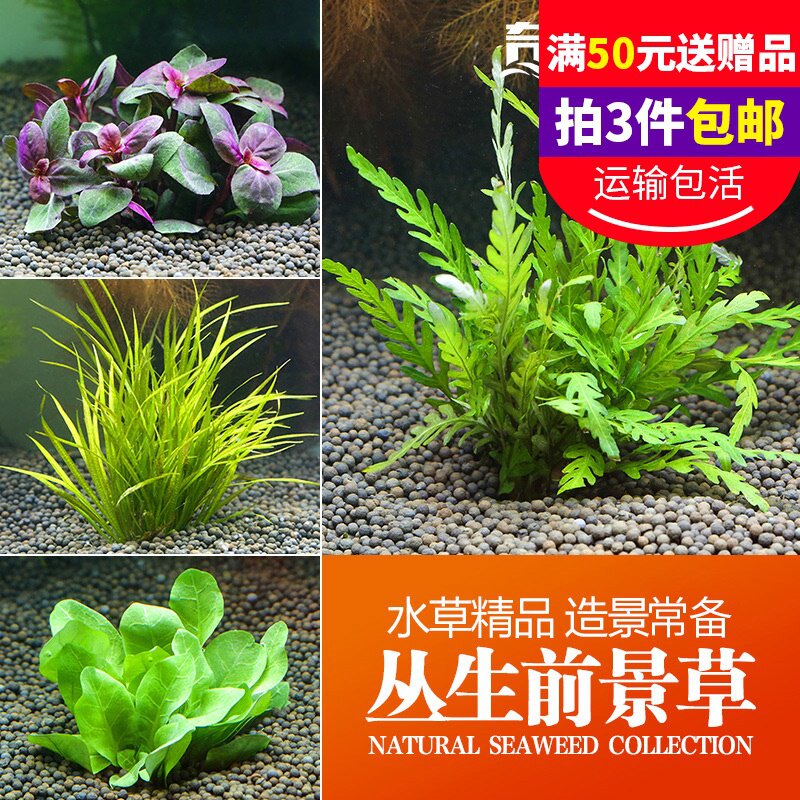 百草园水族水草价格 百草园水族水草图片 星期三