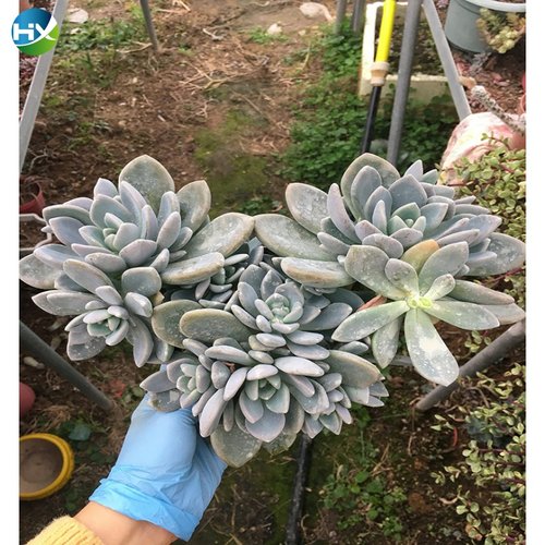 多肉植物冬美人价格 多肉植物冬美人图片 星期三