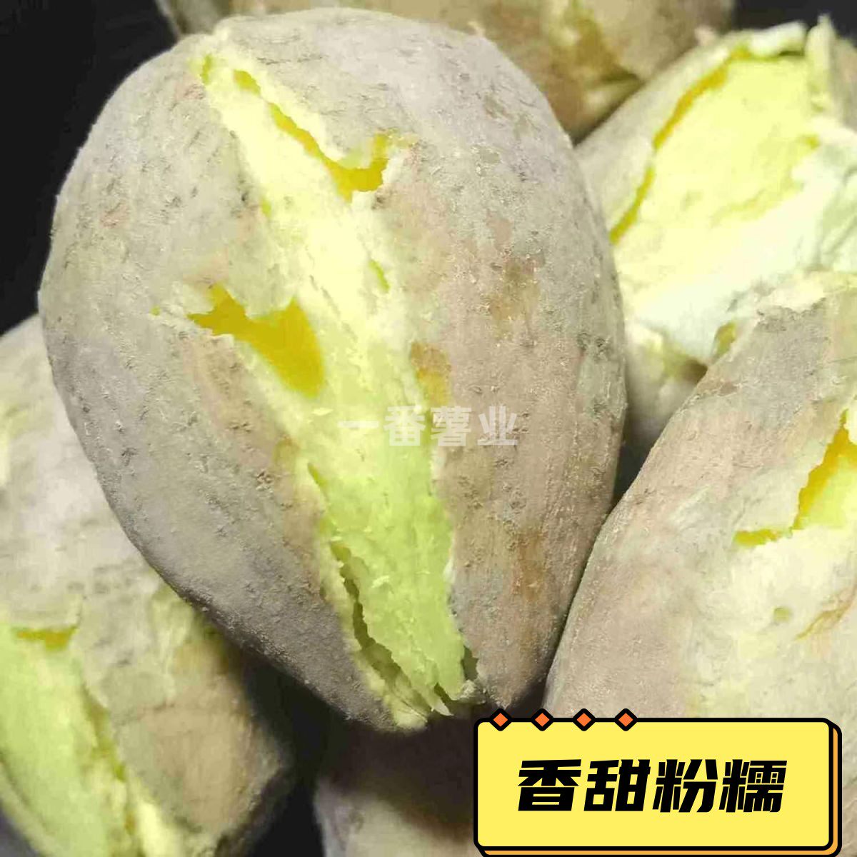 广东潮州正宗新鲜现挖白皮黄心板栗薯香甜粉糯无丝沙地种植番薯图片