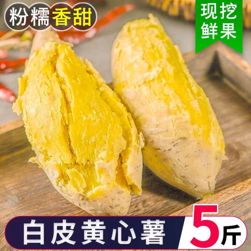 潮汕白皮黄心板栗薯现挖