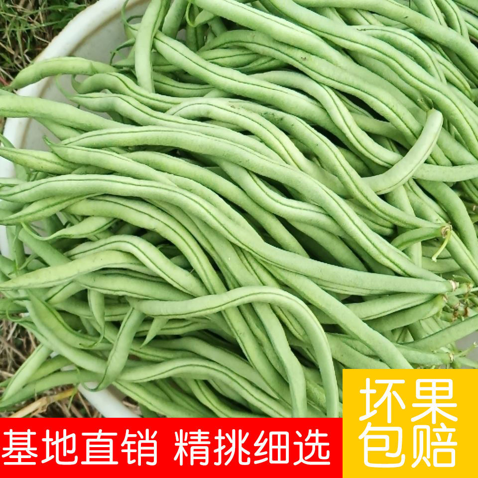 四季豆新鲜价格 四季豆新鲜图片 星期三
