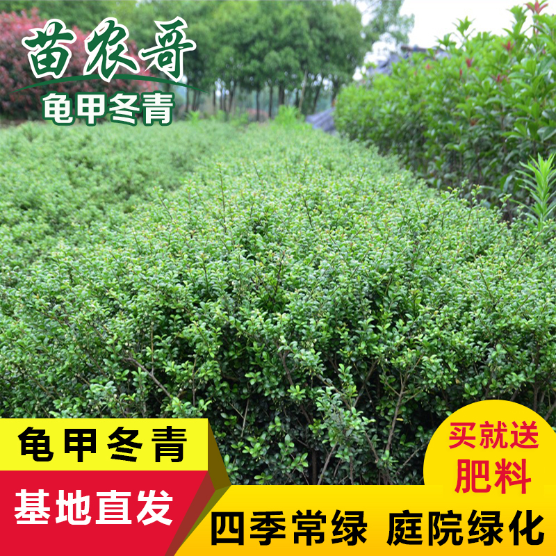 冬青树苗四季常青 庭院园林绿化苗木 龟甲冬青树苗篱笆苗花木植物