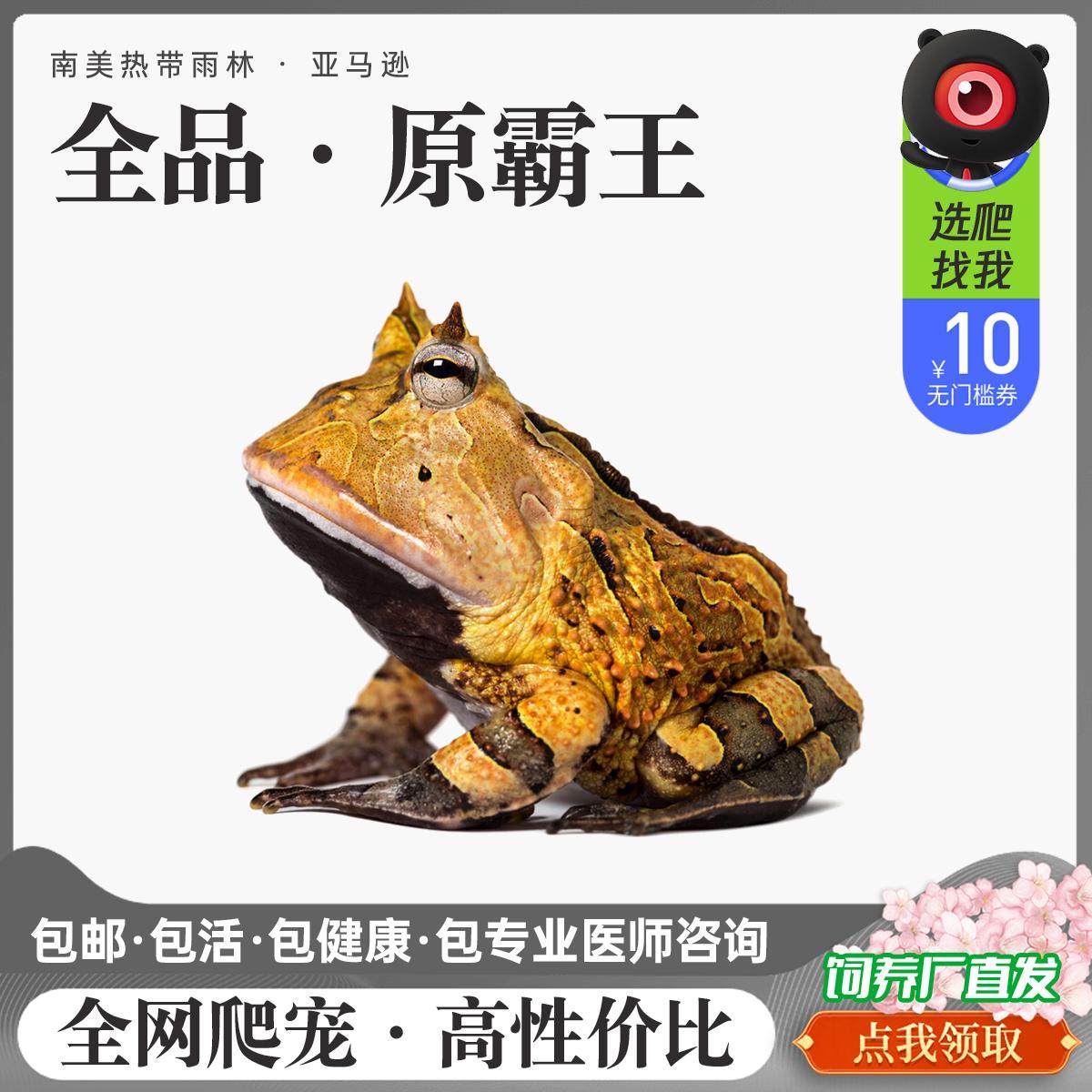 特色爬宠活体易养温顺霸气的异类