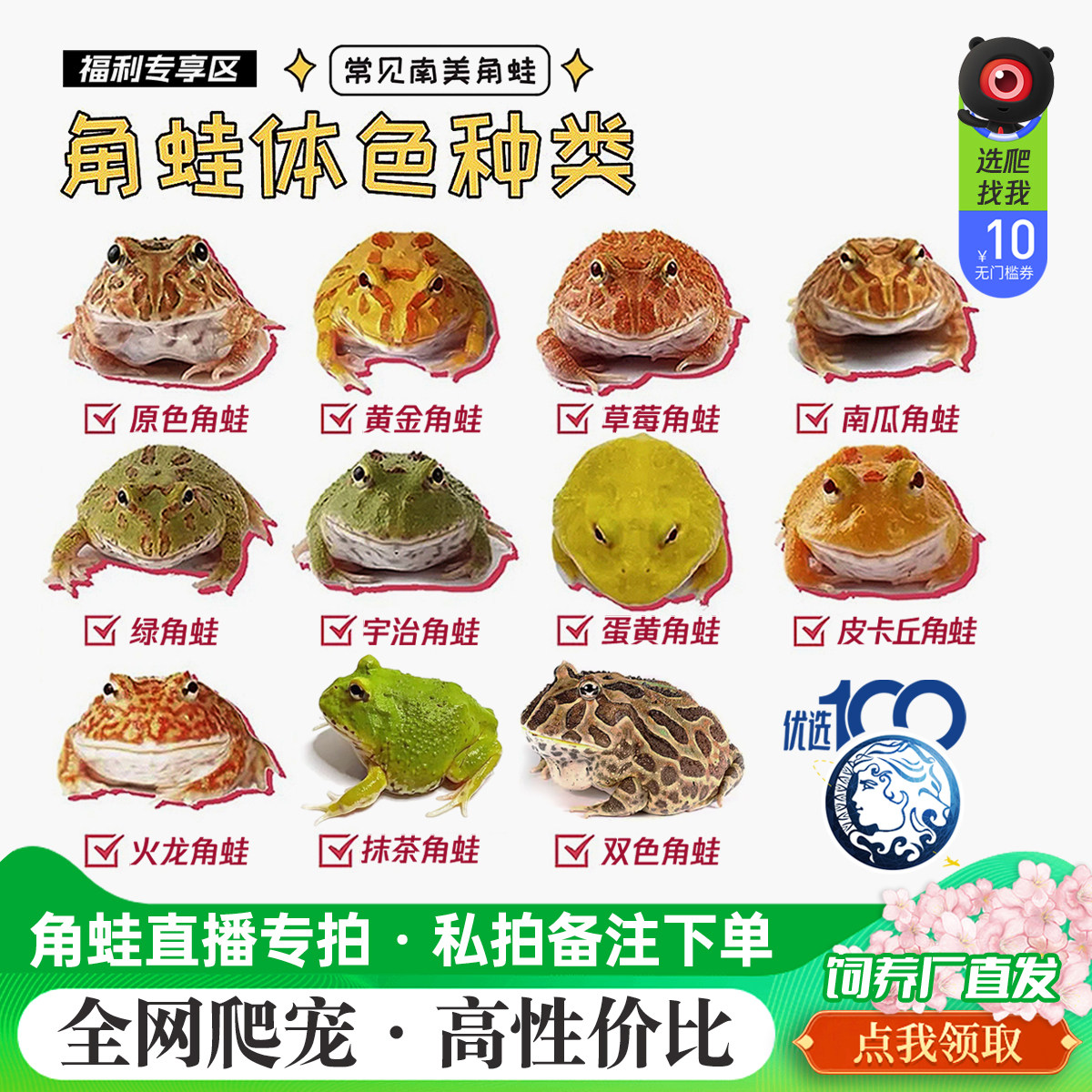 精品南美角蛙各种色直播两膝活体爬行可爱温顺异宠物热卖活动包邮