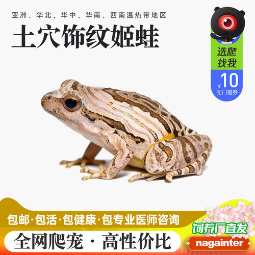 精选迷你土穴饰纹姬全品人工繁育
