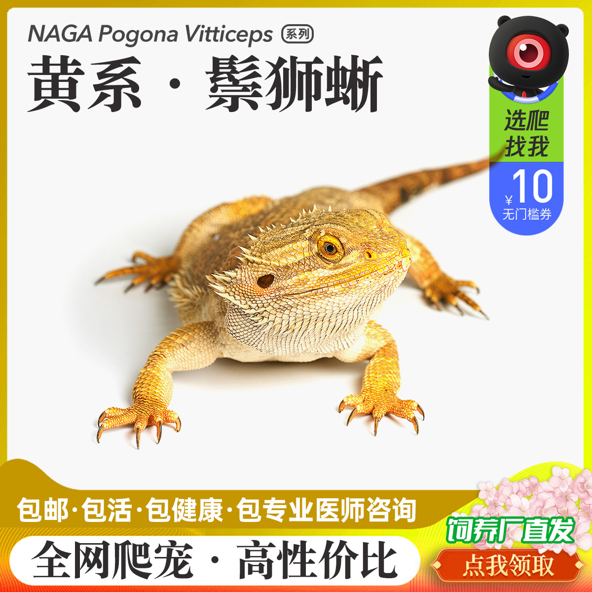 特色爬宠懒人易养温顺可爱的活体