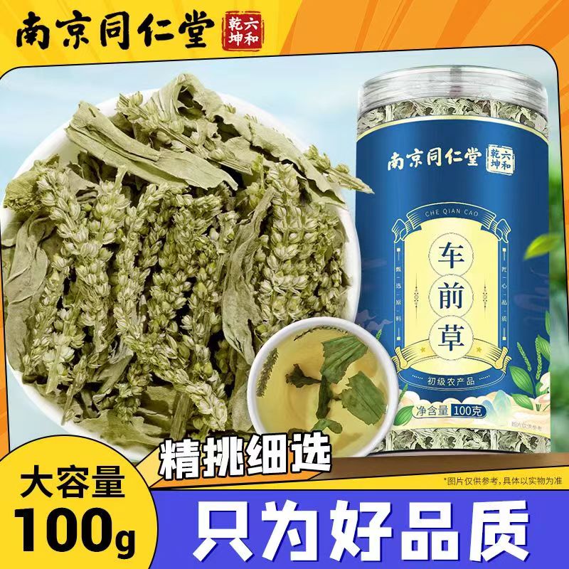车前草的功效与作用车前草降尿酸野生车前草茶新鲜清热利尿茶正品