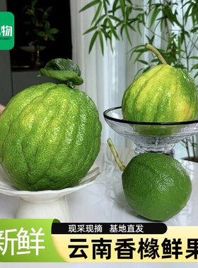 云南香橼果 鲜果云南产地直发可食用清供观赏香薰