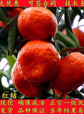 万州红桔橘子苗美国红桔苗大红袍橘子苗世纪红桔苗红橘树苗盆栽地