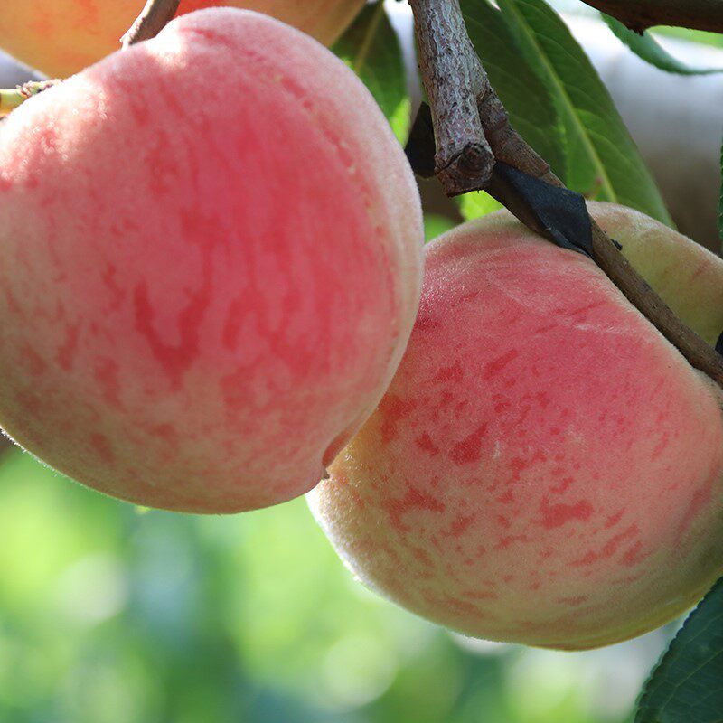 阳山蜜露 无锡阳山水蜜桃树苗 嫁接桃苗特大果苗当年结果包邮正宗