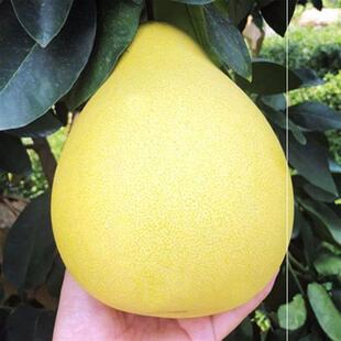 嫁接福建官溪平和蜜柚柚子苗管溪红心蜜柚苗 南北方种植当果树苗