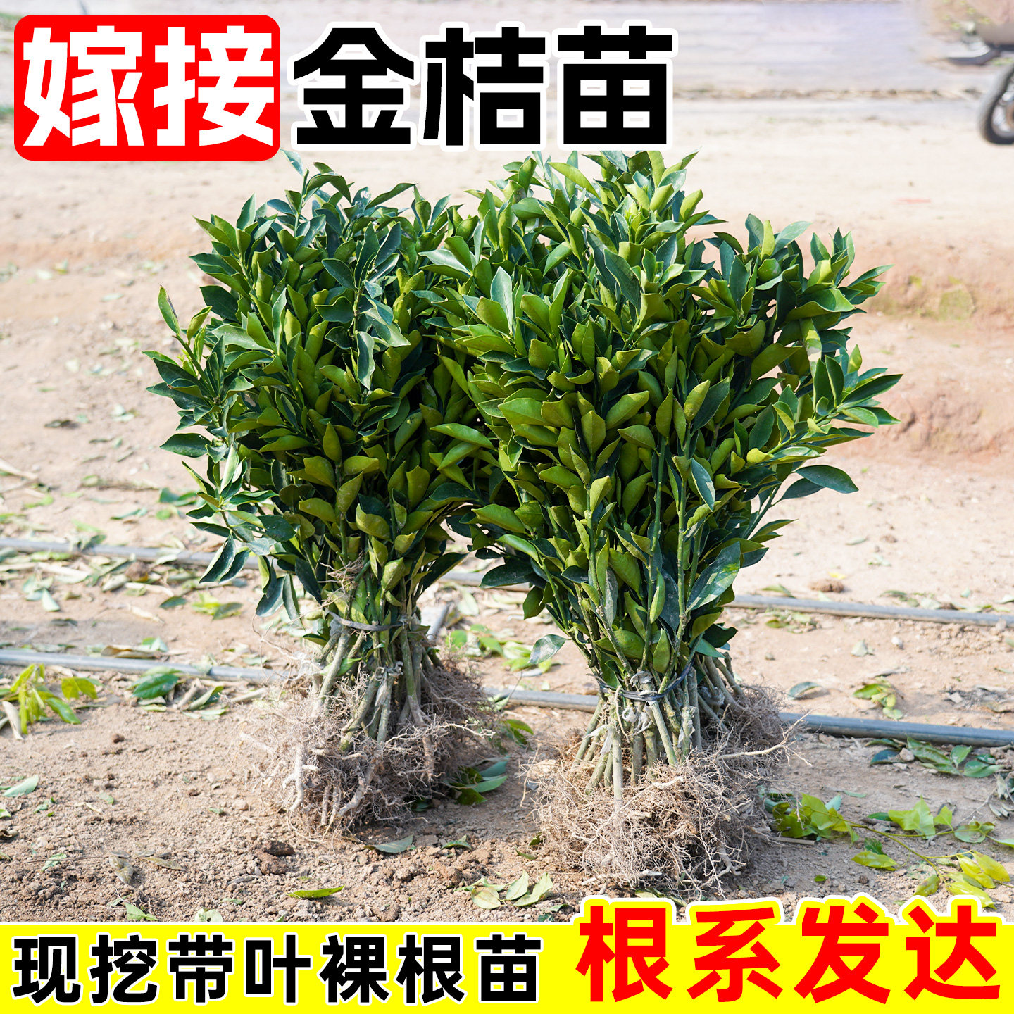 金桔嫁接果苗脆皮金桔蜜金桔裸根阳台庭院种植果树苗带叶基地直发