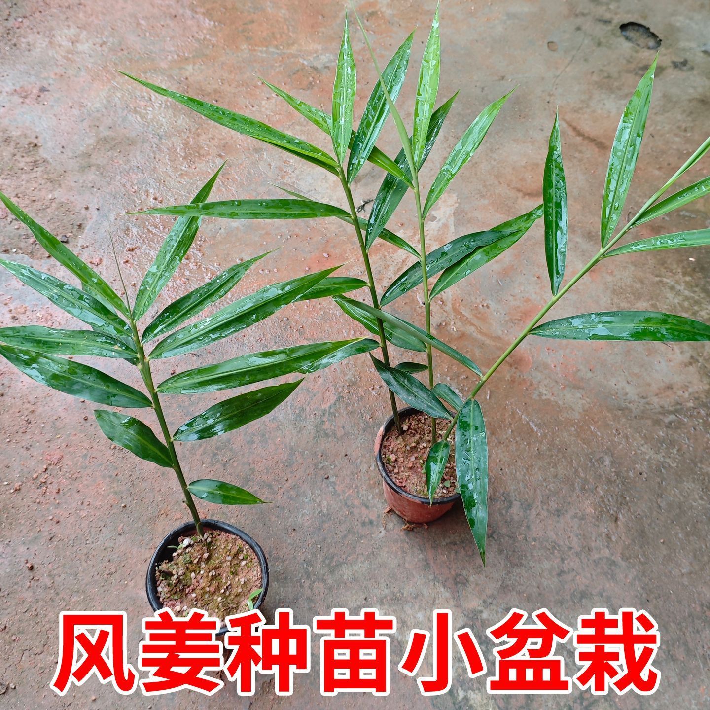 风姜种苗阳台盆栽苗良姜蛮姜膏凉姜小良姜新鲜中草药材苗庭院室内