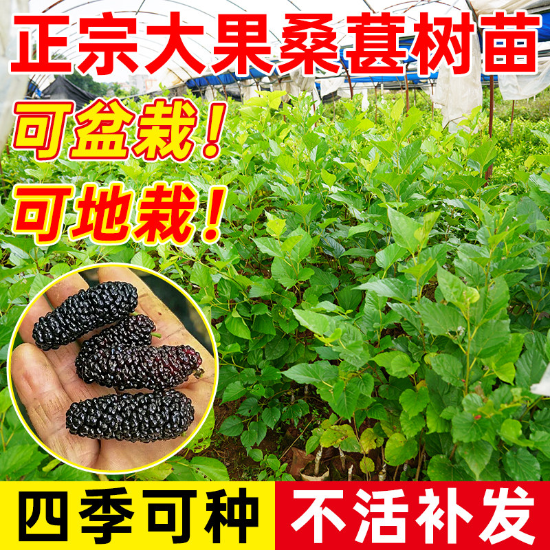桑葚树苗带土带叶当年结果