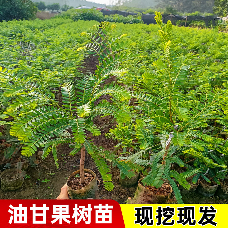 嫁接油甘果树苗牛甘果余甘果滇橄榄果油柑果特级甜种赤皮油甘果苗