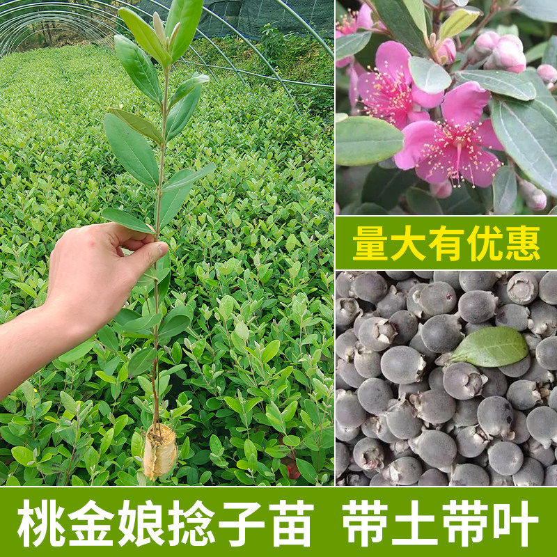 捻子树苗果树捻子果苗山捻子苗乌稔桃金娘苗山花烂漫果苗盆栽地栽