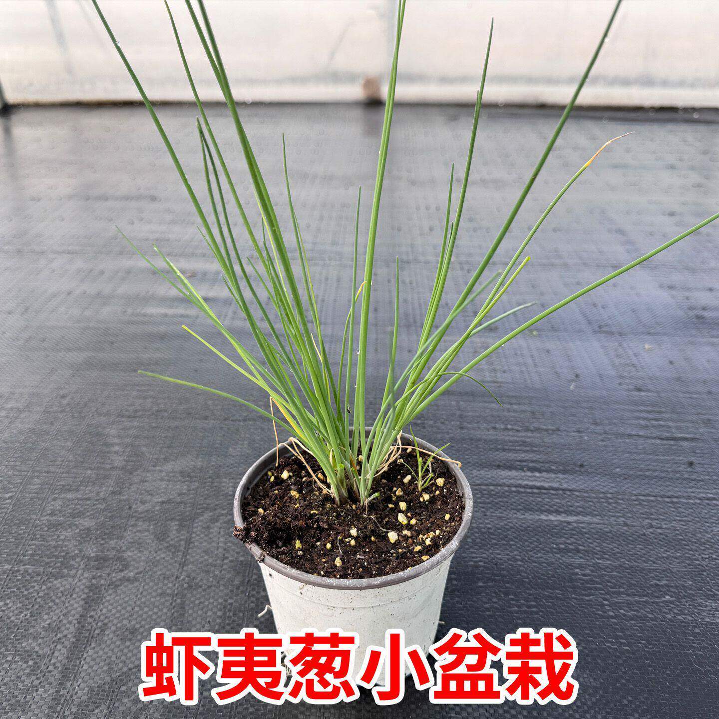 虾夷葱小苗盆栽小香葱西洋细葱开紫色花可驱蚊可食用庭院花园种植