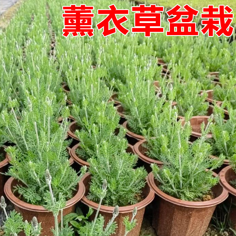 薰衣草种苗花苗盆栽植物花籽户外四季阳台冬季花种香草幼苗熏衣草