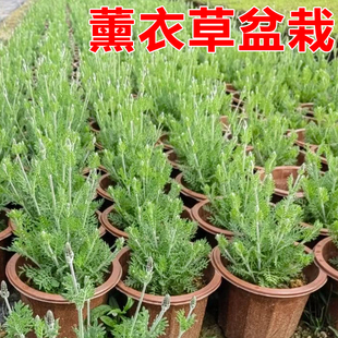 薰衣草种苗花苗盆栽植物花籽户外四季阳台冬季花种香草幼苗熏衣草