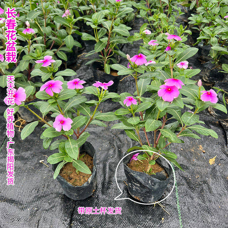 长春花苗日日春五瓣梅盆栽苗耐热耐旱花期长开花多五叶梅花苗阳台