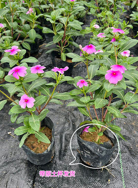 长春花苗日日春五瓣梅盆栽苗耐热耐旱花期长开花多五叶梅花苗阳台