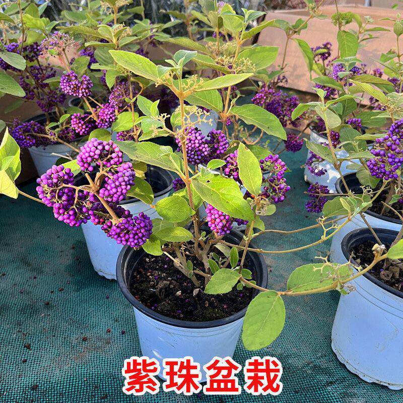 紫珠盆栽多年生耐热耐寒阳台庭院耐养观果植物盆景庭院花镜造景花