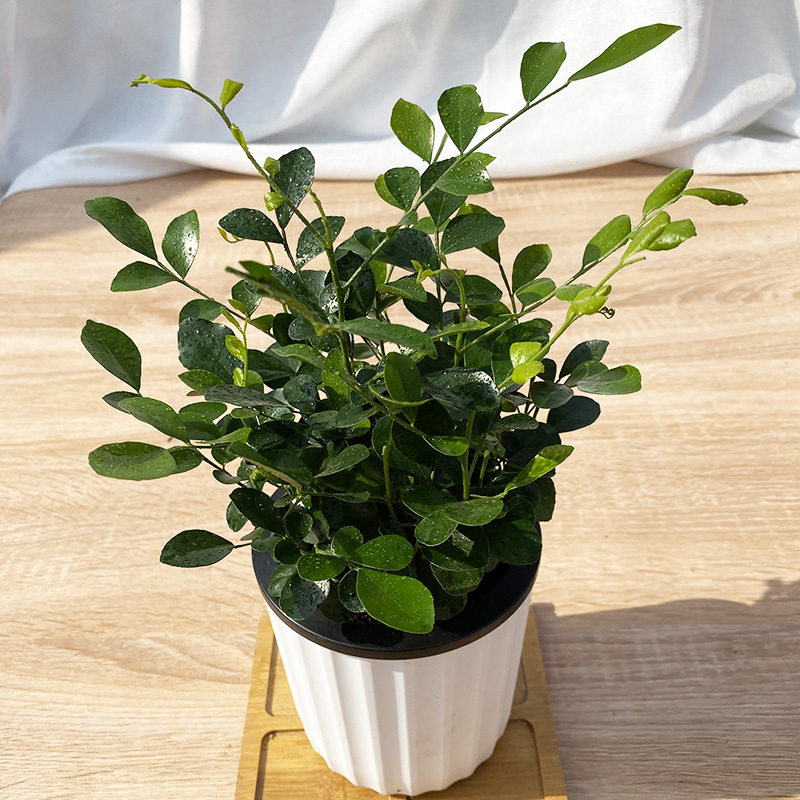 九里香盆栽水培植物四季常青七里香千里眼树苗室内驱蚊花卉绿植