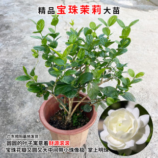 宝珠茉莉花苗圆叶白茉莉耐高温暴晒超重瓣宝珠小荷花盆栽阳台庭院