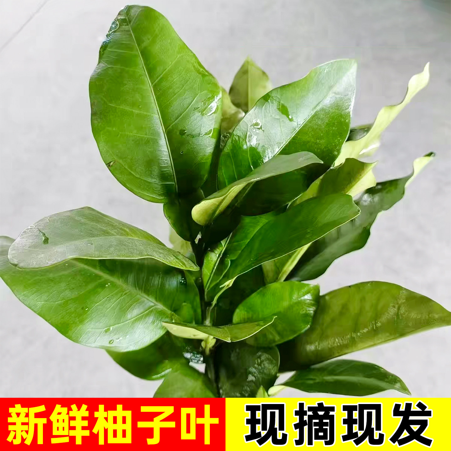 老树柚子叶新鲜现摘碌柚子绿色叶子树叶祈福开运青团乔迁新居沐浴