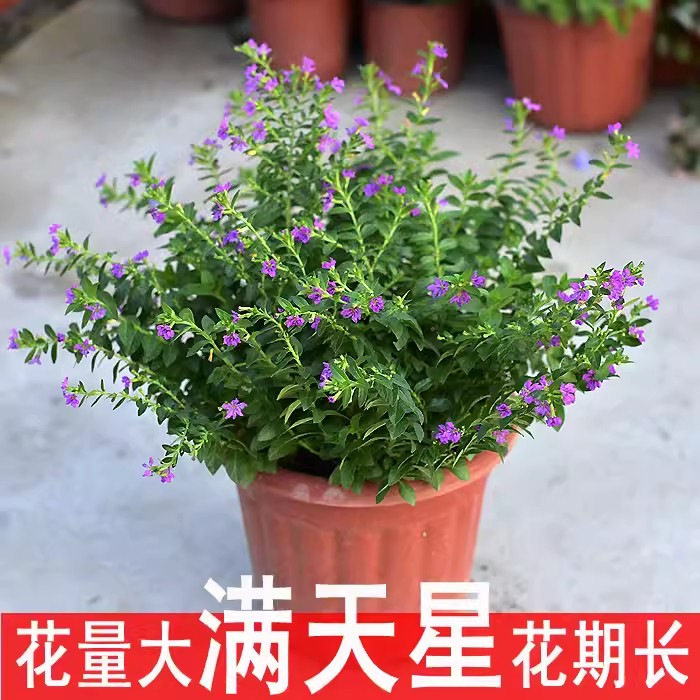 满天星盆栽带花苞阳台庭院好养工程绿化苗室内四季开花桌面绿植物