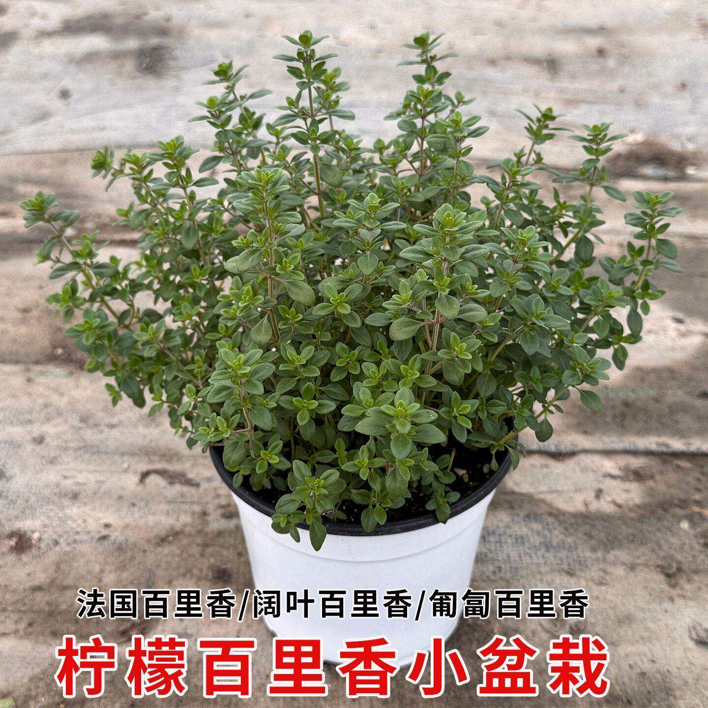 新鲜柠檬百里香盆栽可食用中草药芳香煎牛排西餐法国百里香阔叶苗