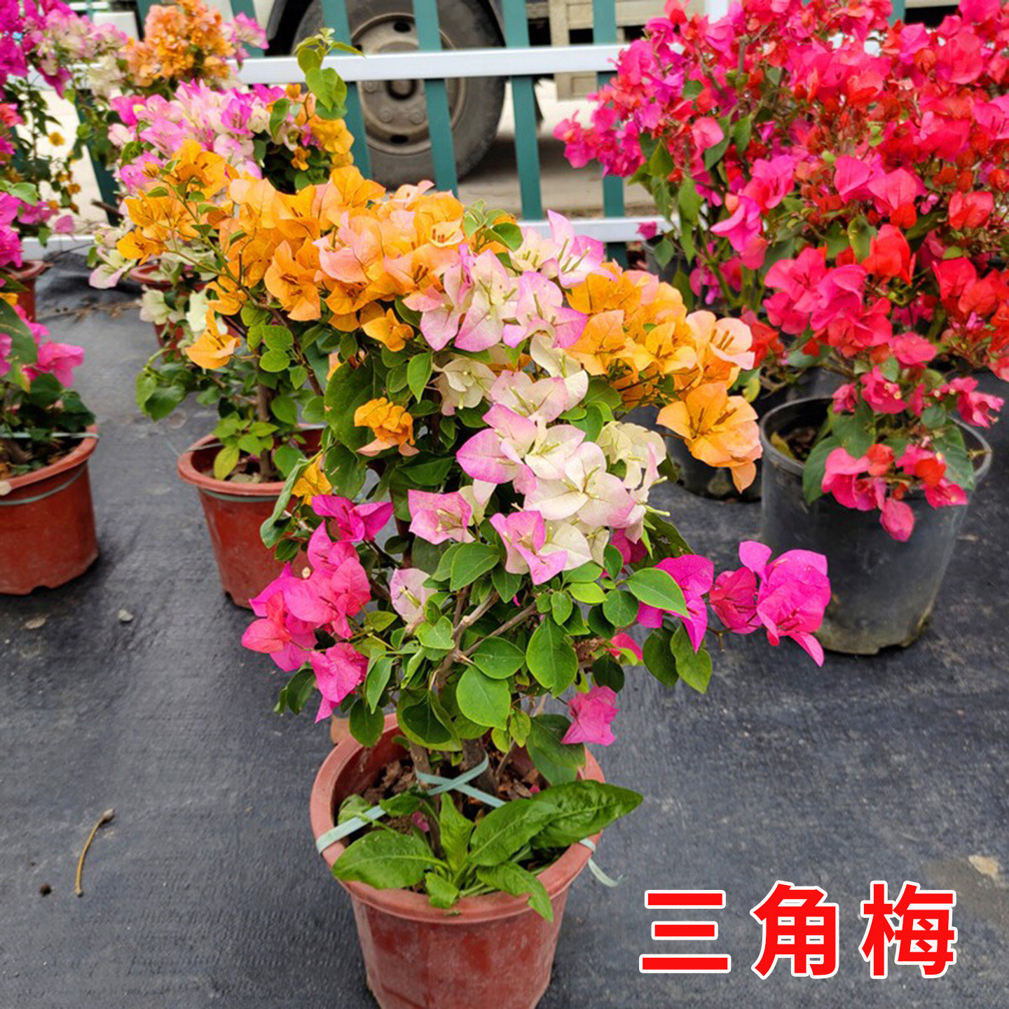 三角梅盆栽大苗老桩爬藤好养