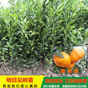 世纪红桔苗柑橘树果苗大树带土盆栽嫁接桔子树苗无籽耐寒当年结果