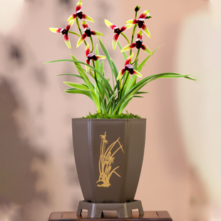 【金边兰花苗】金尊红颜 建兰矮种兰花艺草精品兰花名贵优美铭品