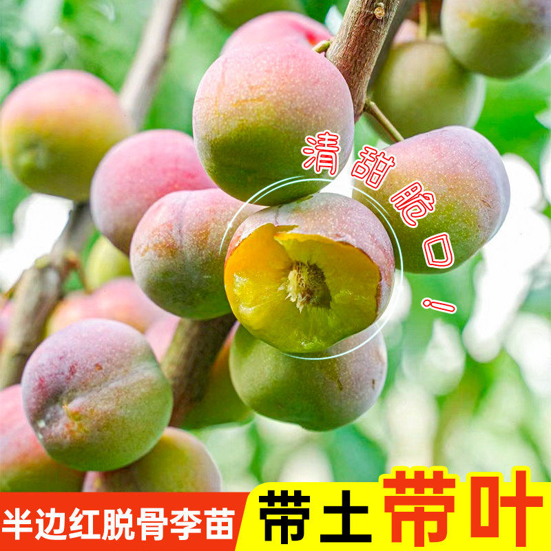 正宗半边红脱骨李树苗脆甜嫁接茵红李子苗离核果树三华李树苗种植