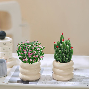 【招财植物】金钱木老桩多肉植物养不死办公室内桌面绿植花卉盆栽