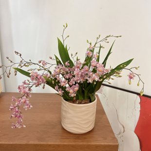 光宗粉文心兰梦香兰盆栽带花苞花卉植物室内花办公室观赏花卉绿植