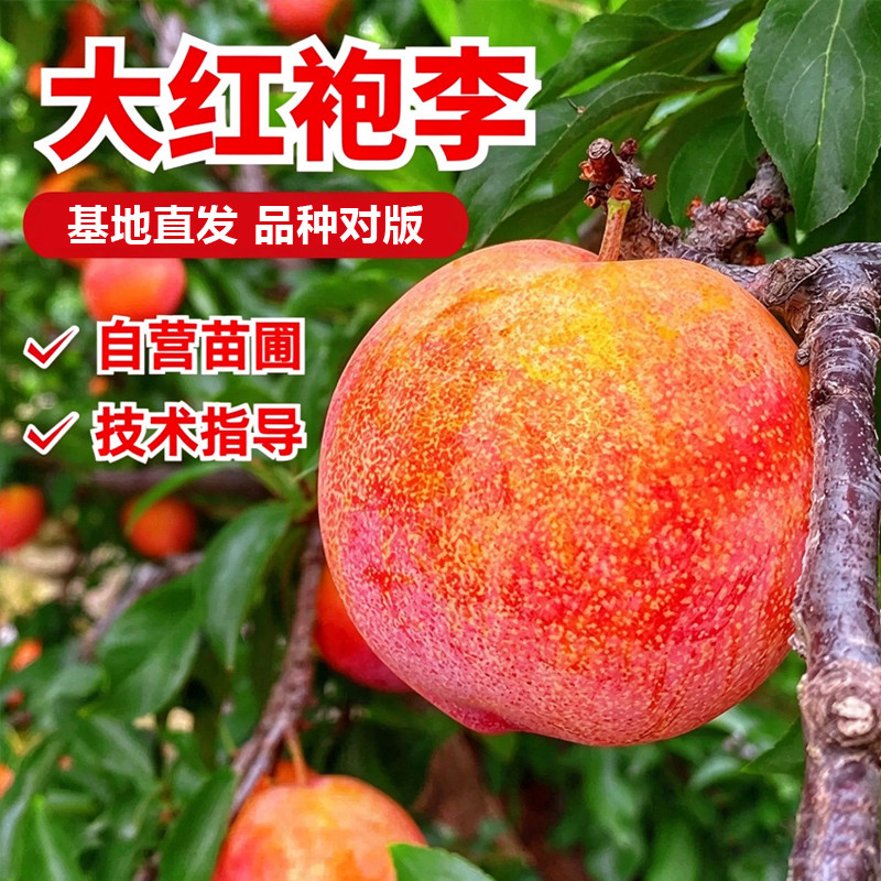 正宗李子树苗大红袍李子钱排银妃三华李树苗米李果树庭院种植带叶