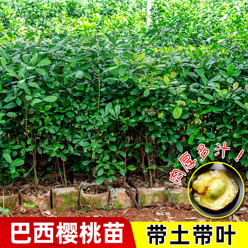 正宗巴西樱桃树苗车厘子树苗