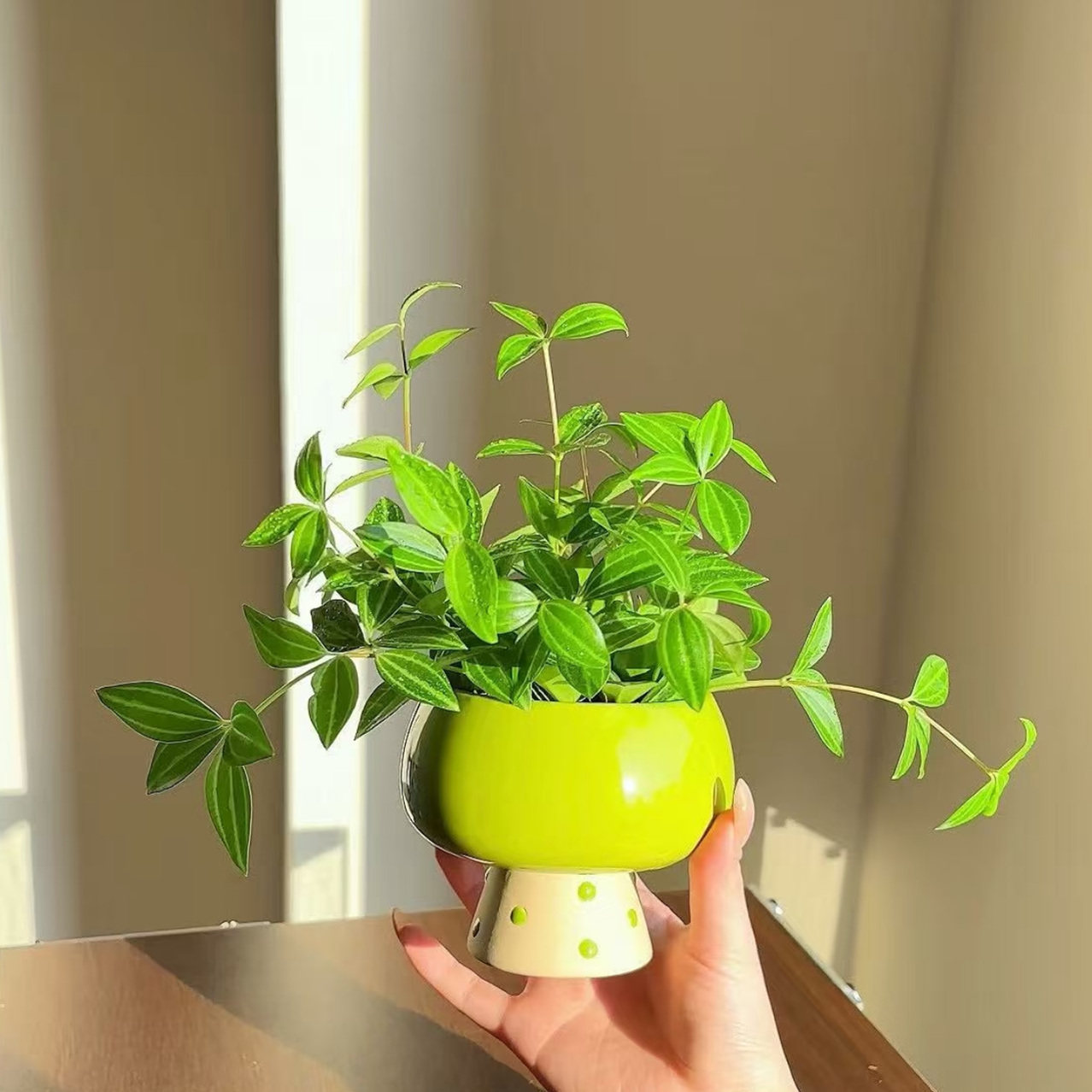 钻石翡翠吊兰四季常青桌面垂吊植物花卉净化空气好养绿植盆栽室内