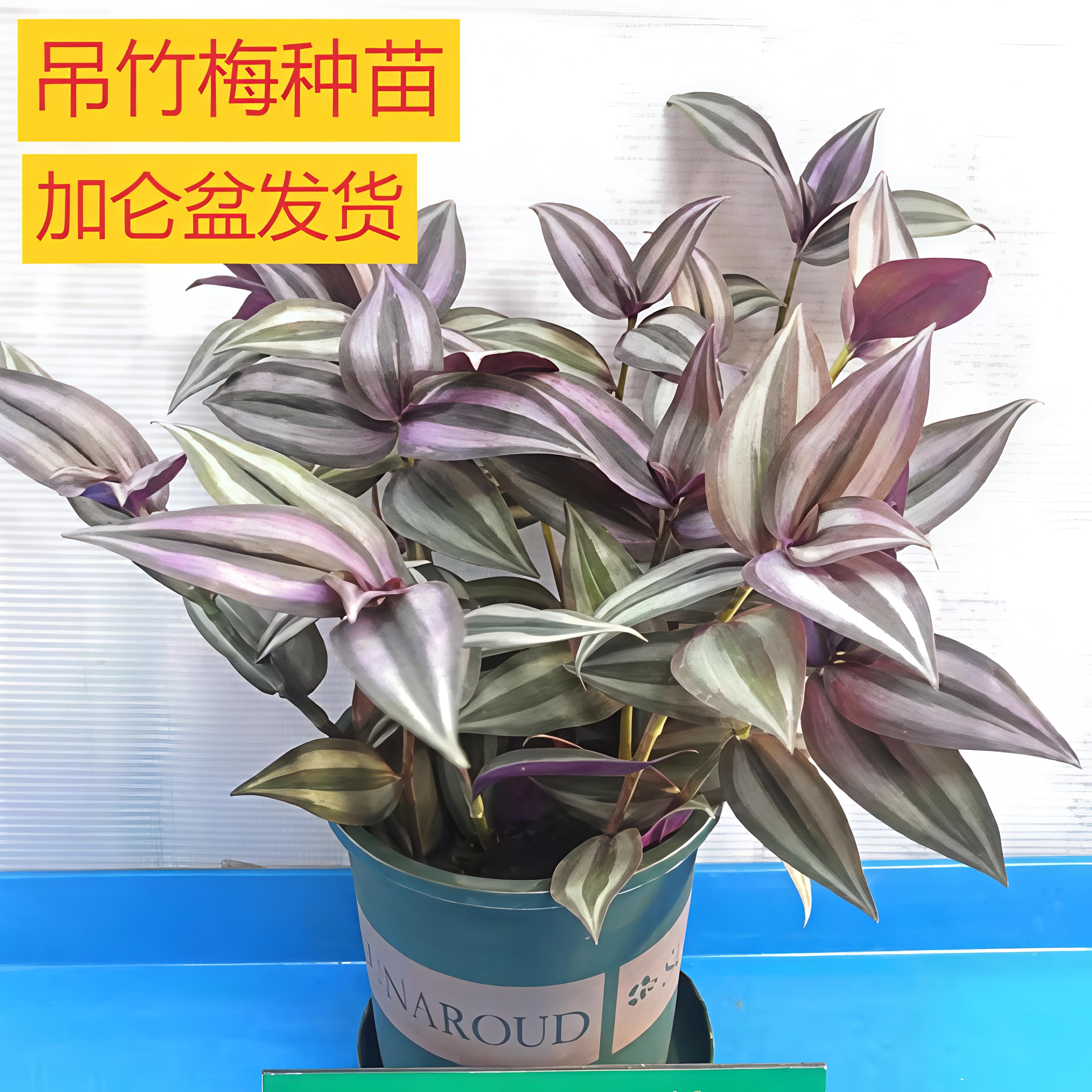 紫叶吊竹梅吊兰盆栽四季花卉