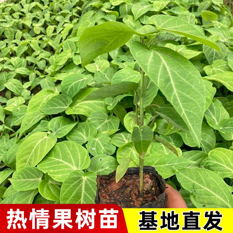 热情果苗哥伦比亚纯甜黄金百香果盆栽地栽庭院阳台四季种植果树苗