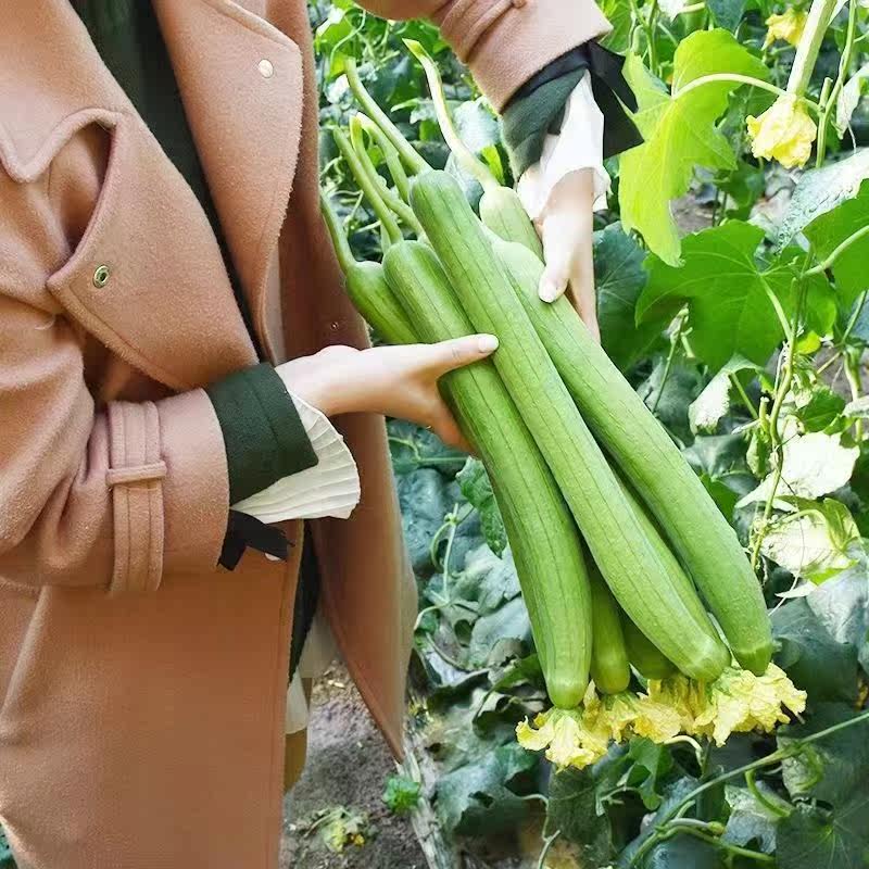 长香丝瓜种子香嫩高产早熟丝瓜种子四季南方北方丝瓜籽水瓜菜种子