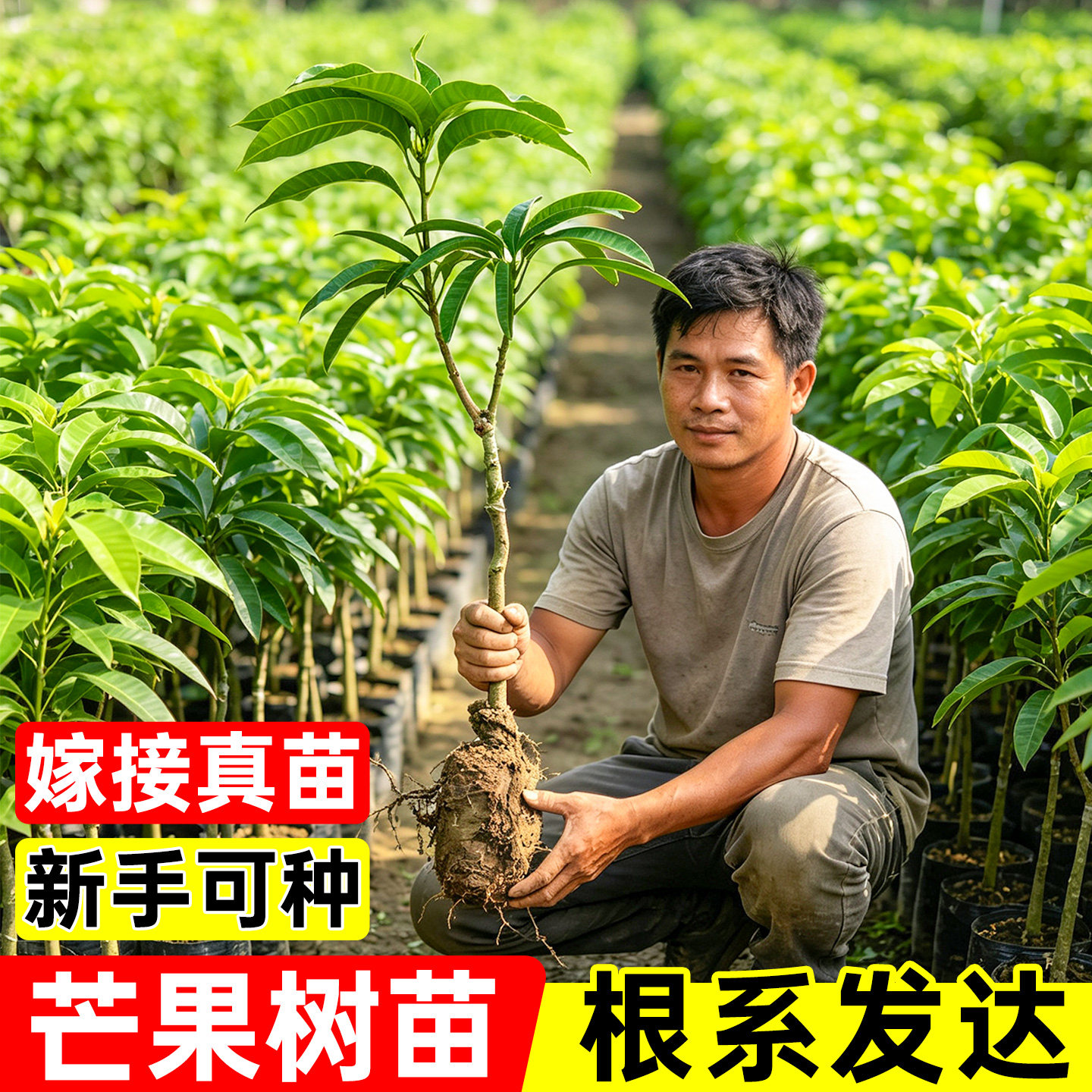 芒果营养杯苗嫁接高产果大肉厚