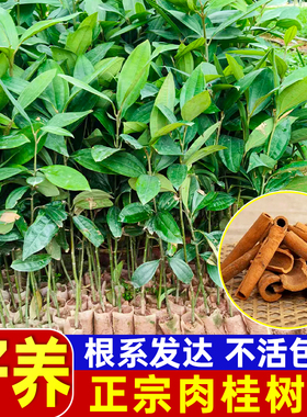 肉桂树苗正宗广西玉桂皮苗名贵药材食用调味大料小苗带叶带泥发货