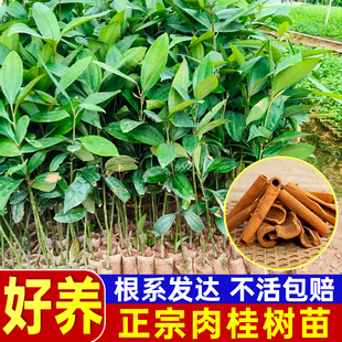 肉桂树苗正宗广西玉桂皮苗名贵药材食用调味大料小苗带叶带泥发货