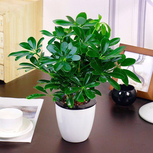 八方来财 摇钱树 鸭掌木盆栽苗 七叶莲 鹅掌柴苗鸭脚木常青