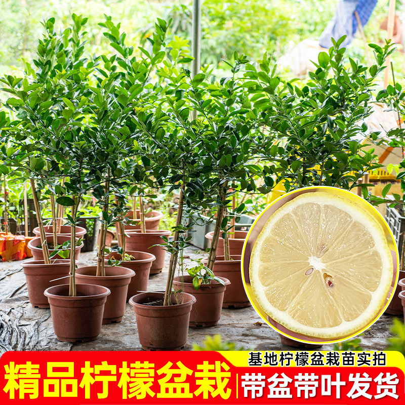 柠檬树苗带果棒棒糖柠檬大苗绿植盆栽室内阳台四季结果香水柠檬树