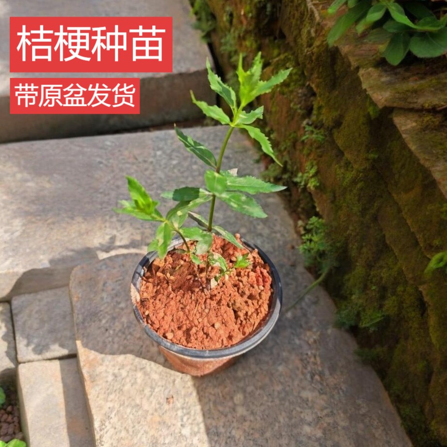 桔梗苗新鲜桔梗名贵药材苗中草药种植苗四季栽种盆栽地栽开花植物