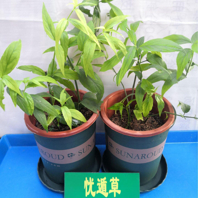 正宗忧遁草苗优盾草鳄嘴花黎王草接骨草绿植盆栽花卉室内阳台庭院